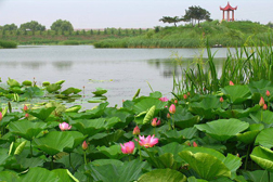 松原網(wǎng)站建設